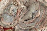 Polished Mushroom Jasper Section - Arizona #334872-1